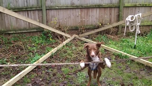 Кученце с Талант балансира на въже...