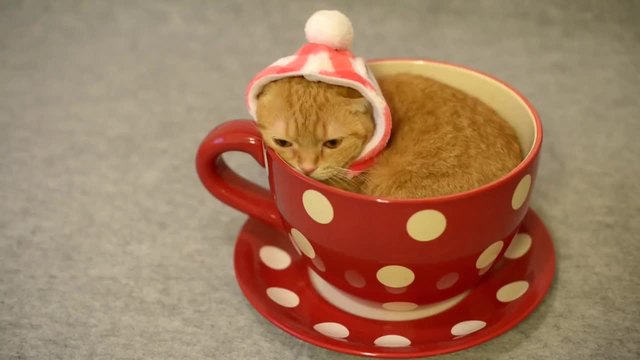 Котенце - Коледна Изненада