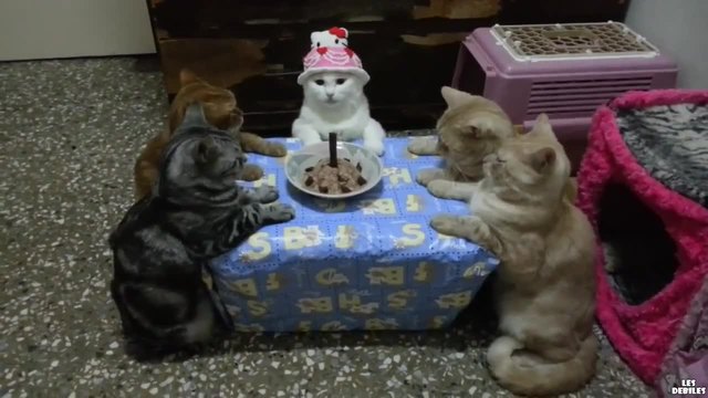 Честит Рожден ден котките! Невероятно нали...