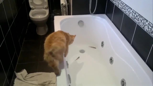Котенце лови риба във ваната и пее..