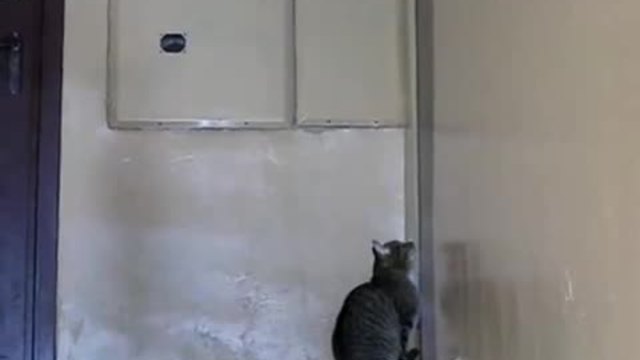 Ето как котка дискретно сама си отваря вратата за да се прибере вкъщи