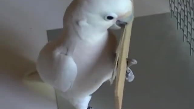 Един много умен и сладък папагал