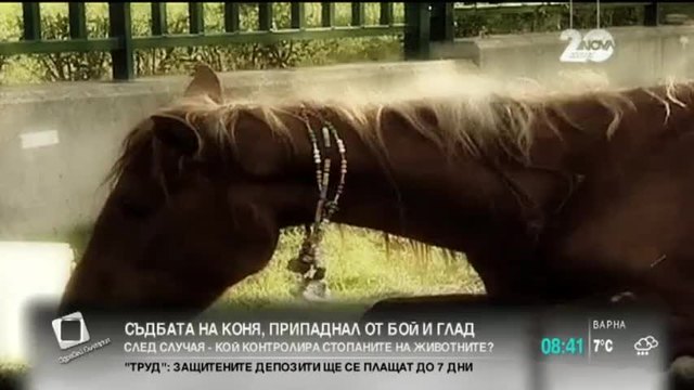 Съдбата на коня Галя (Виктория), припаднал от бой и глад
