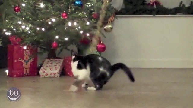 Котки срещу Коледни елхи - Весели Празници