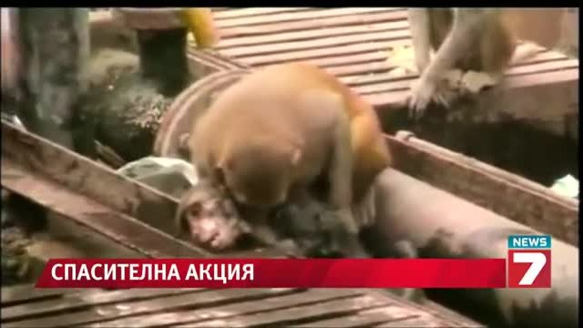 Уникално! Маймуна спасява друга маймуна