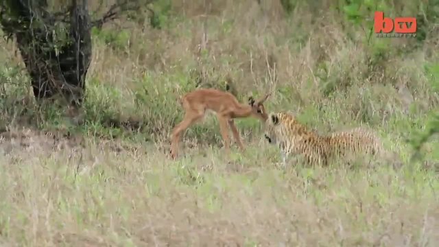 Леопард се сприятелява с малка импала в Сахара