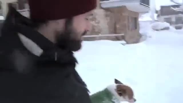 Има куче-няма куче! Чихуахуа срещу сняг.