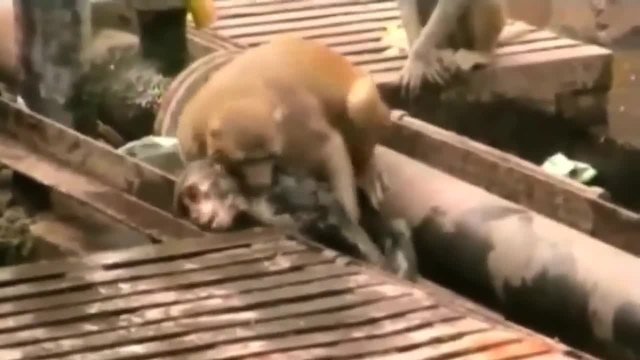 Маймуна спасява приятеля си от смърт