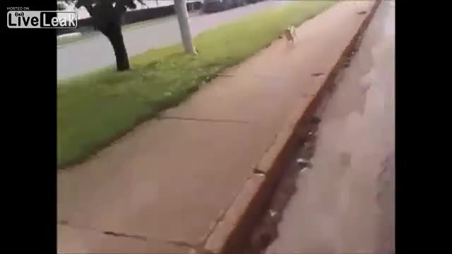 Куче на бездомен тича по линейката почти през целия път до болницата