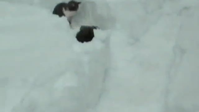 Котки си играят и се крият в снега