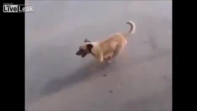 Куче - Най-верен приятел! Тича след линейката с приятелят си по пътят до болницата
