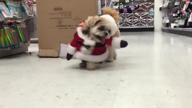 Кученцето Марни с изплезен език на шопинг