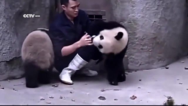 Този човек се опитва да обезпаразити 2 малки панди