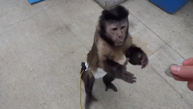 Жадна маймунка удря по автомат за сокче