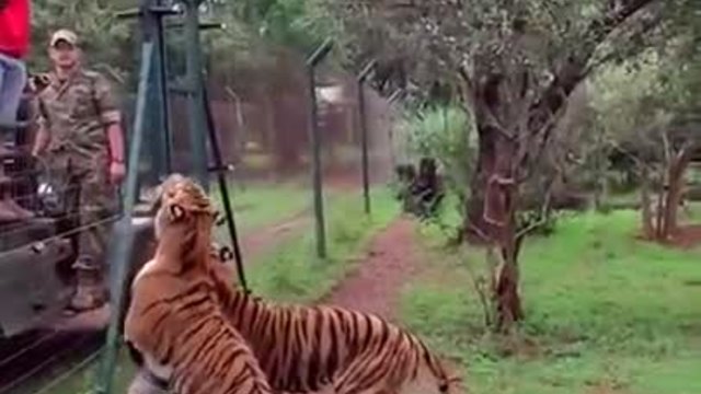 Тигър прави зашеметяващ скок за да улови първи подхвърленият му обяд!
