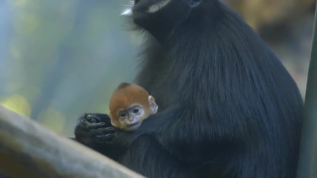 Червеноглава маймунка от зоопарка Сан Диего