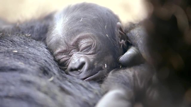 Сладко бебче горила се роди в зоопарка в Сан Диего