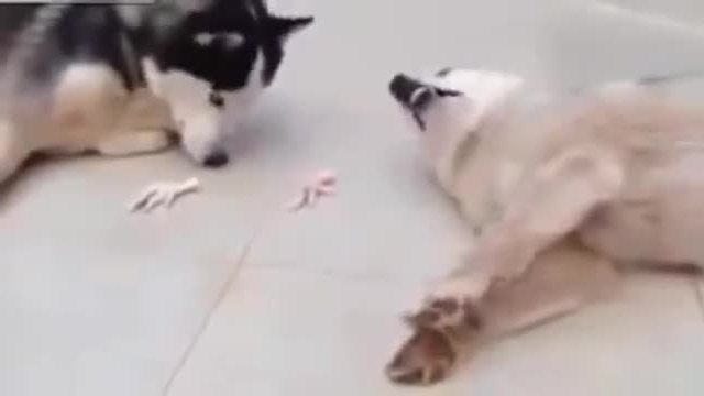 Куче споделя храната си със своя приятел