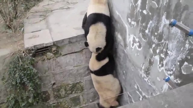 Кунгфу панда в реалния живот