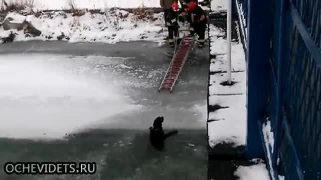 Спасители помагат на пропаднало куче в леденият капан на замръзналата река да се измъкне!