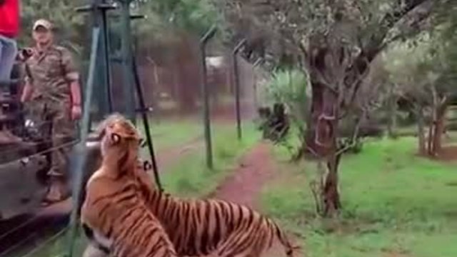 Тигър скача на над 2 метра, за да захапе мръвка