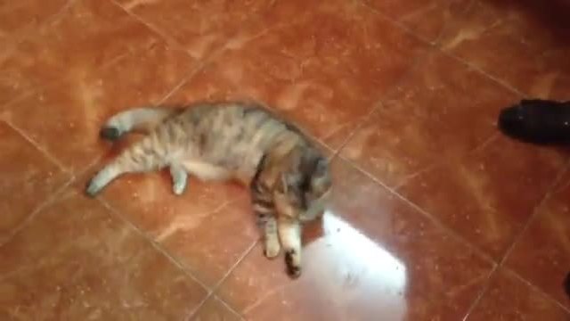 Котка полудява , като помирише консерва от маслини