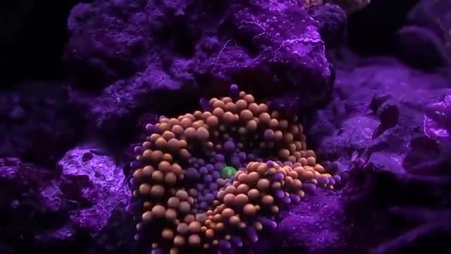 Красив Коралов Риф Аквариум