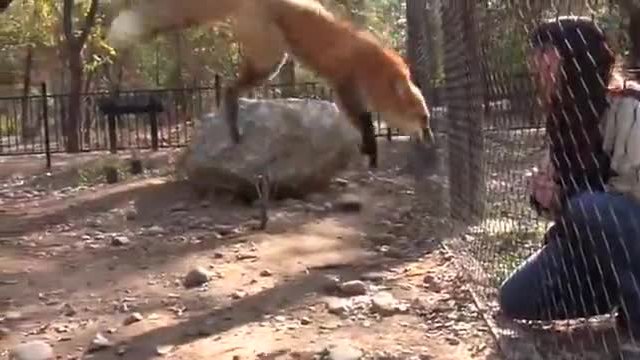 Не давай храна на лисица