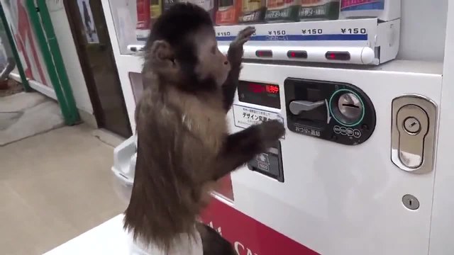 Малка сладка Маймунка иска да си закупи безалкохолно от Автомат