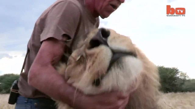 Човек прегръща и целува голям възрастен Лъв