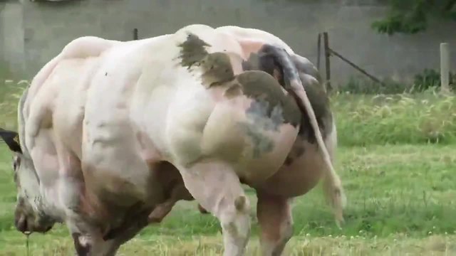 Най-мускулестия Белгийски бик който сте виждали