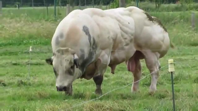 Най-мускулестия Белгийски бик който сме виждали
