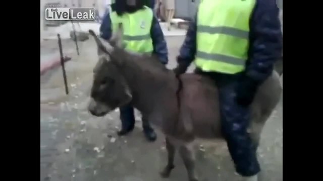 Невероятно в Русия! Пътни полицаи с магаре нарушител