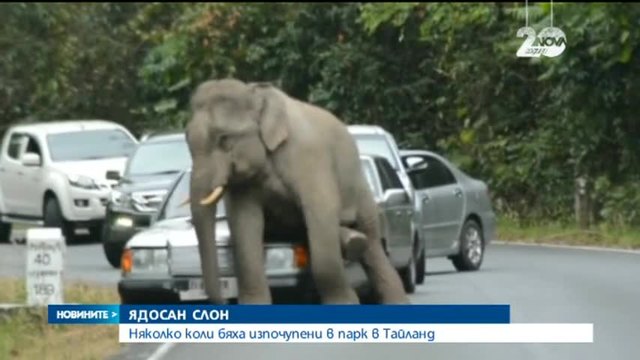 Слон тича по магистрала в парк в Тайланд...надбягва леките коли...Смях!