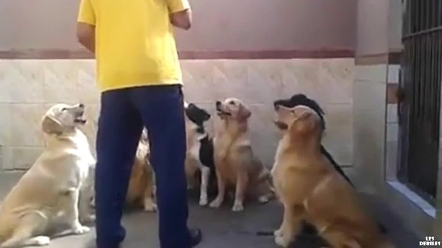 Кученца чакат стопанина си да ги нахрани