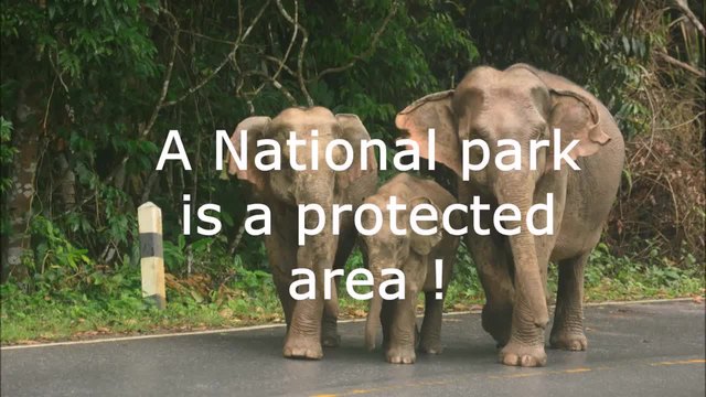 Слонове срещу автомобили, национален парк khao yai, Тайланд