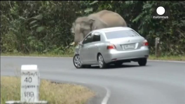 Ядосан слон смачква няколко коли в Тайланд
