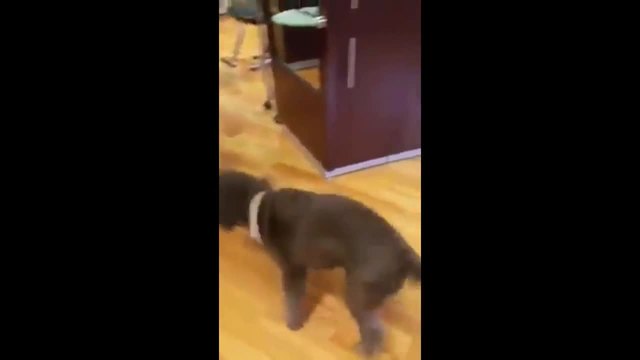 Куче седи като човек във фризьорски салон и получава прическа