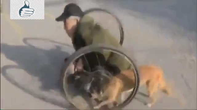 Куче помага на инвалид да се придвижва!