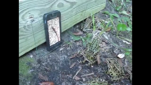 Жаби се блъскат пред телефон с червейче