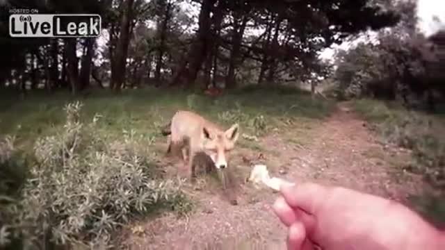 Как се хранят малките лисичета в гората