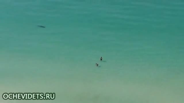 Акула ловува на плажа
