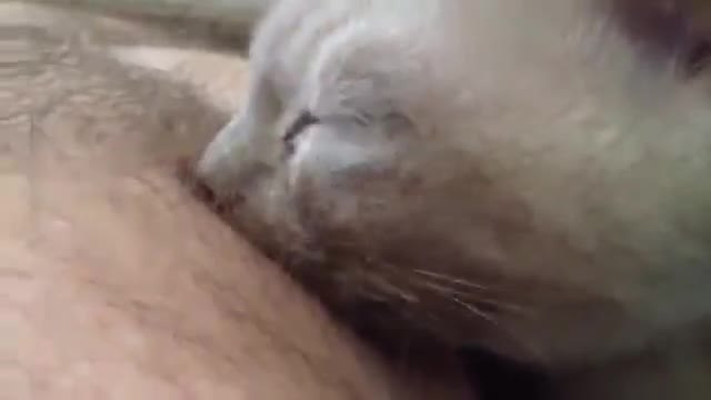 Гладно котенце