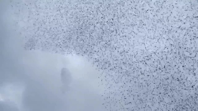 Страхотна хореография на птици в небето