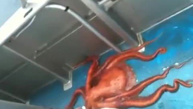 Октопод се измъква от лодка през малка дупка