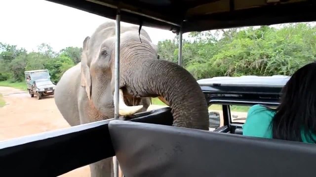 Любопитно слонче
