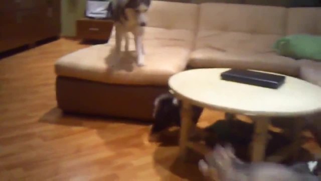 Мама хъски учи кученцата си как да се забавляват
