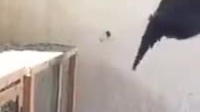 Гълъб прави задни салта, докато лети / Видео!