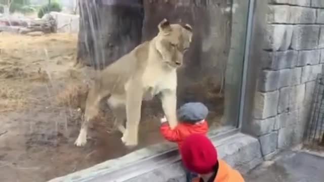 Лъвица се заиграва с малко бебче в зоологическата градина