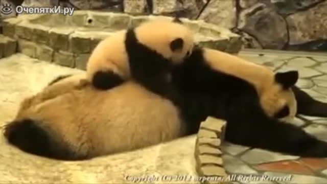 Бебе панда прави масаж на майка си